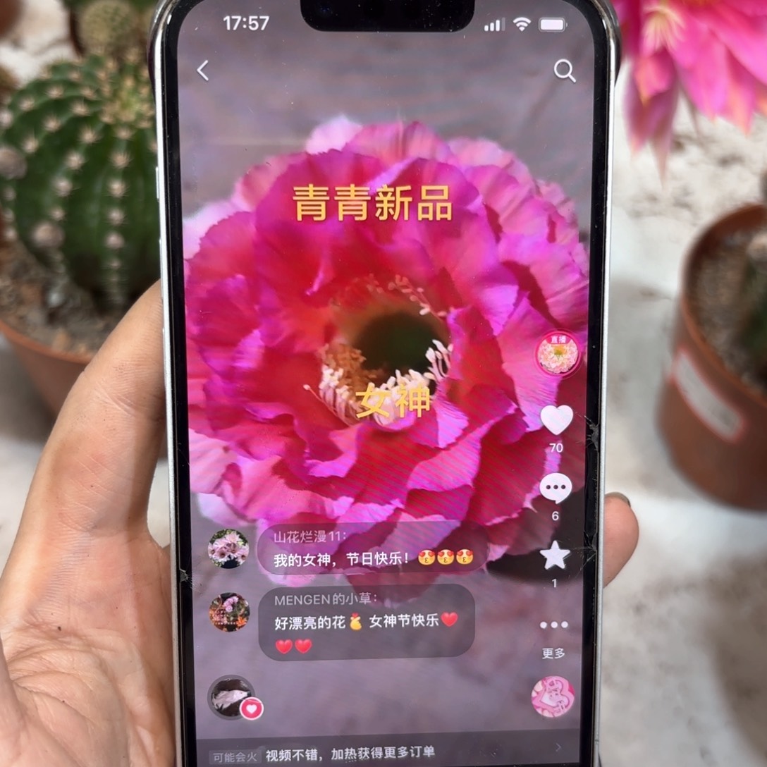 彩草女神5公分左右