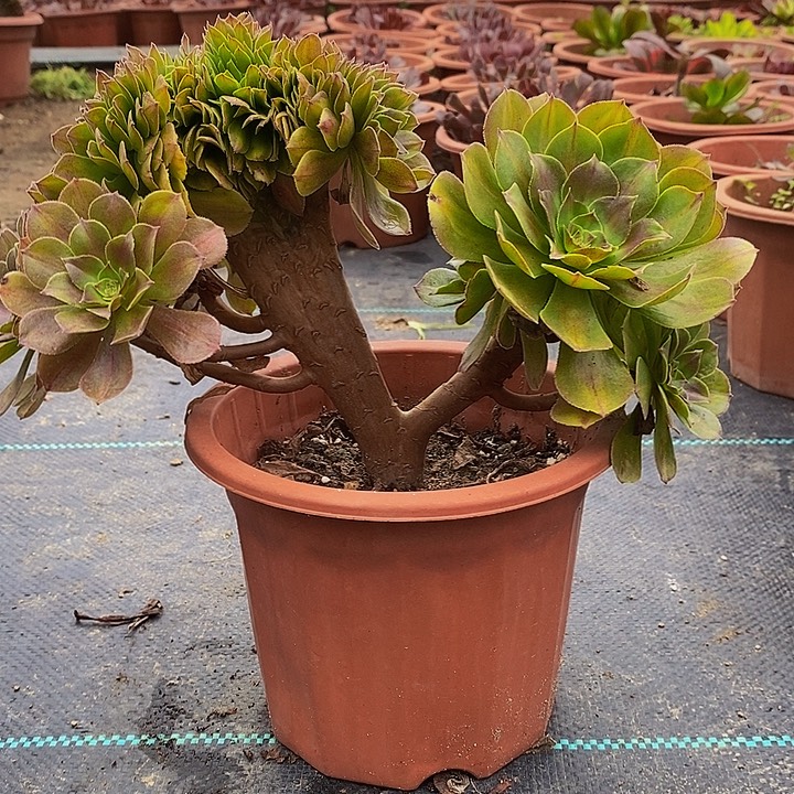 多肉植物保护研究所