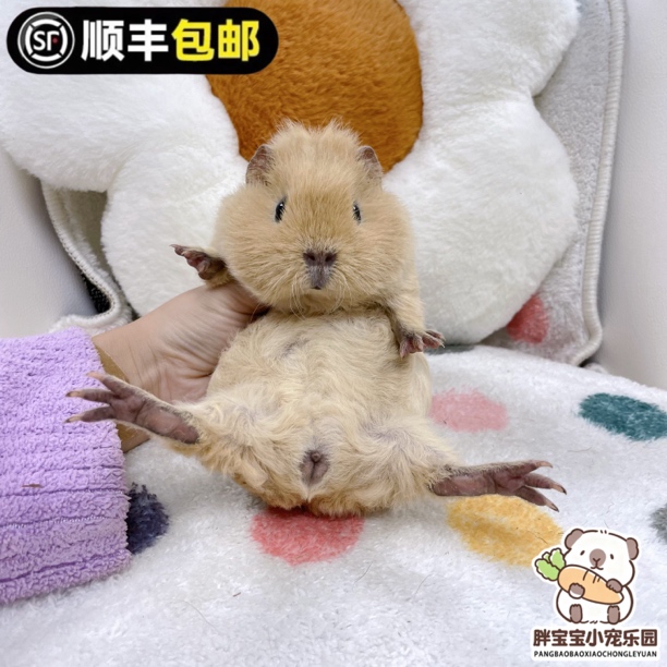 黄美泰弟弟 imomo同款 活体豚鼠