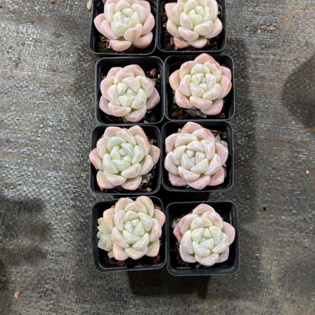 七***。云尘多肉一物一拍1531