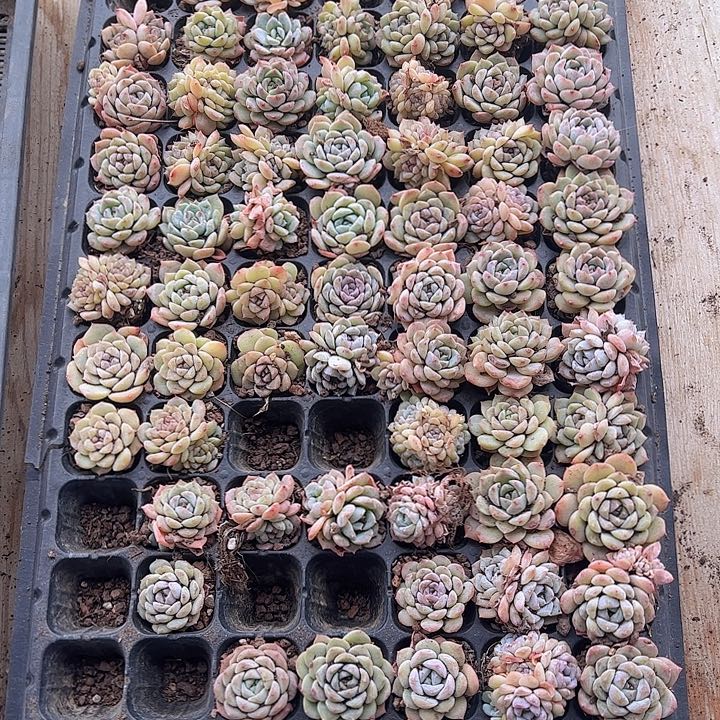 直播福利一物一拍77