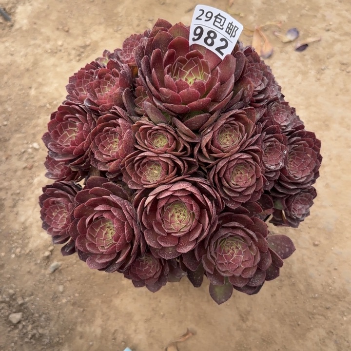 红魔……不包断枝，