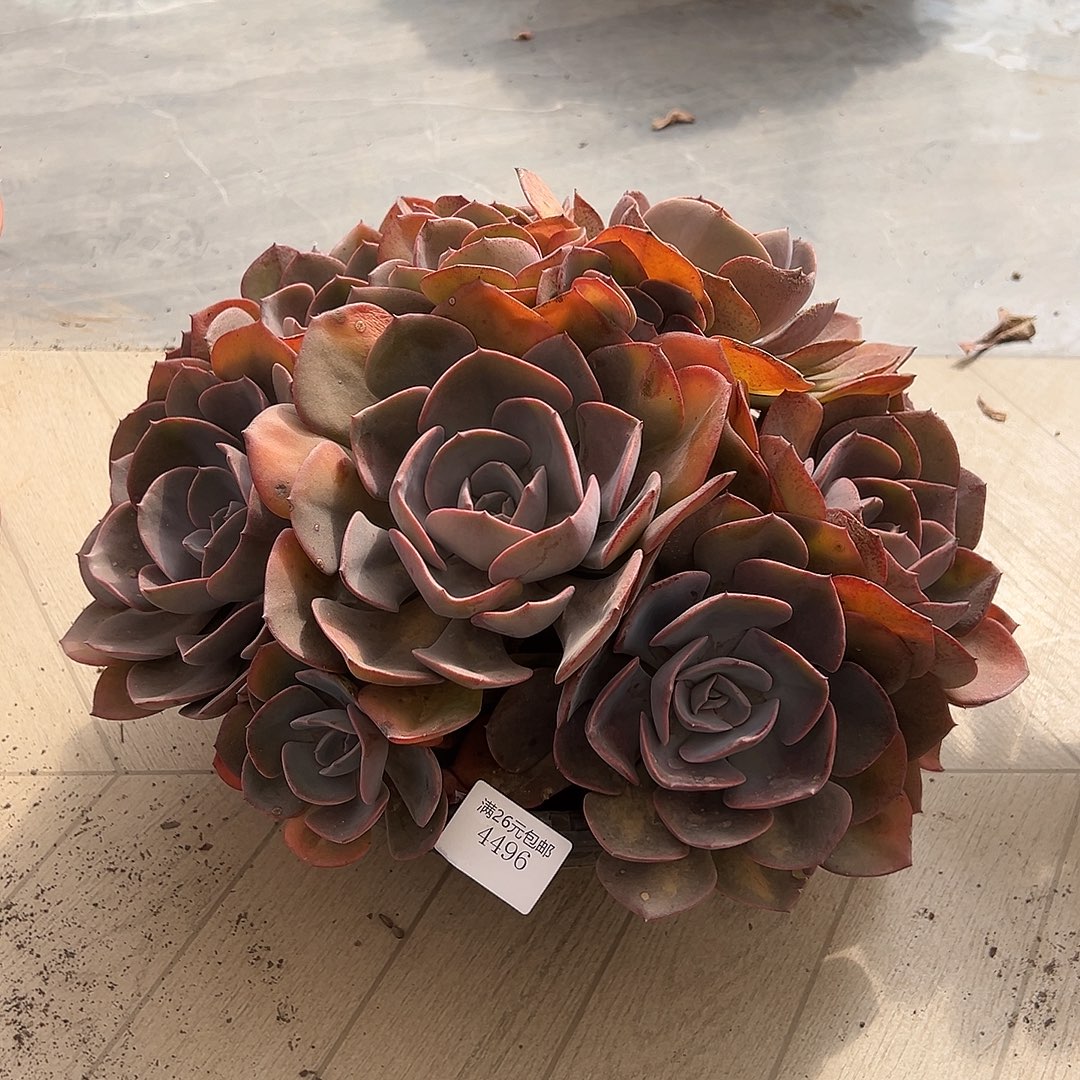 七***斓4496尘埃玫瑰多肉植物多肉
