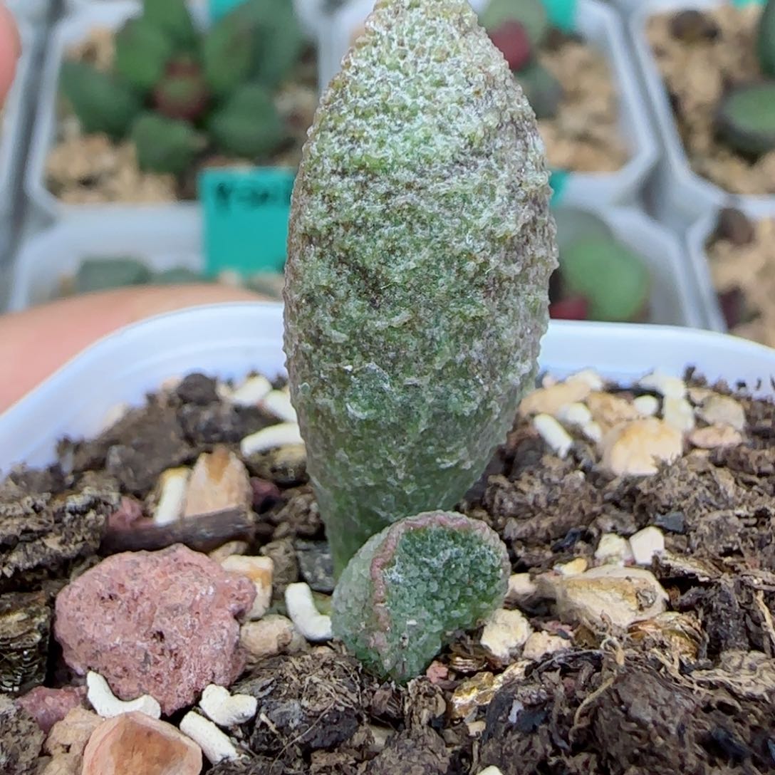 哈默绿猪肝叶插，带盆发