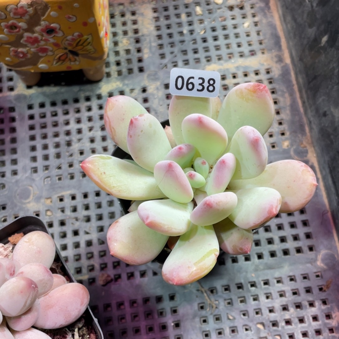 半夏杂交多肉植物
