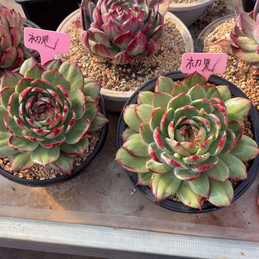 初***C初见惊鸿两个好看