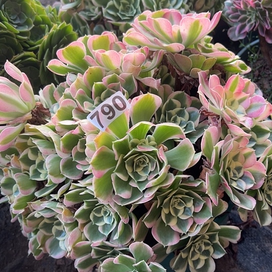 婵***婵多肉植物一个粉玲珑790