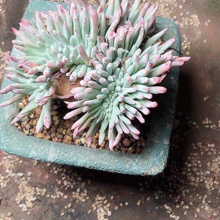 6779白鹭仙女杯多肉