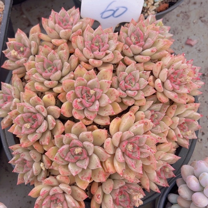 健健康康平平安安