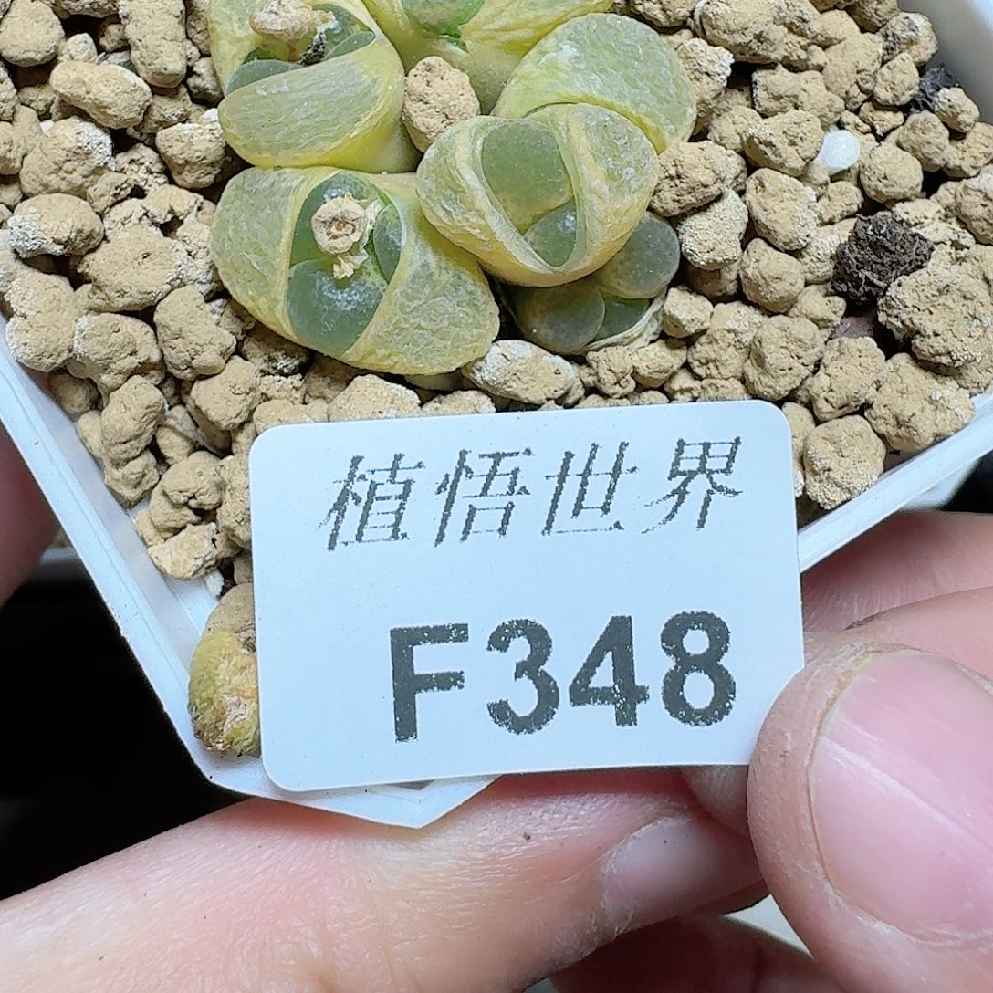 348盒多肉植物哇f v
