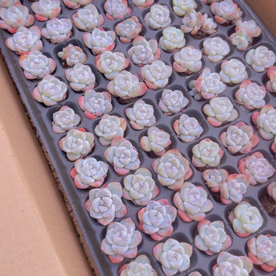 超级冰玉一整盘105颗多肉