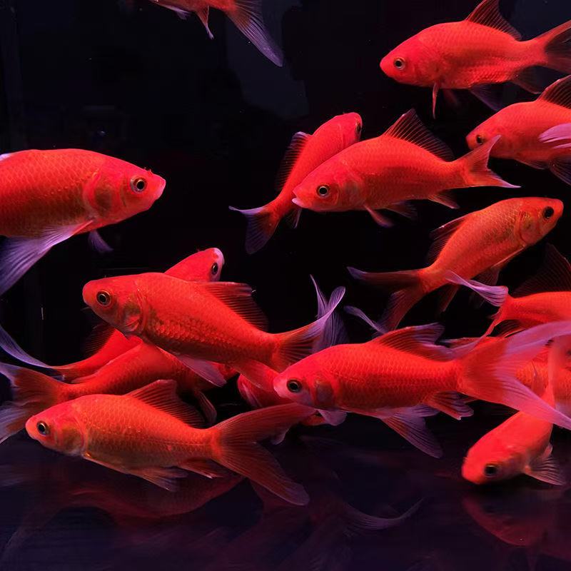 皮实好养耐活的冷水淡水观赏鱼草金鱼