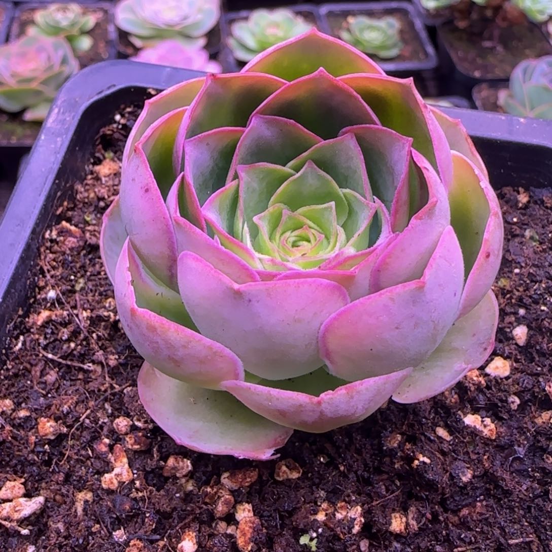 荷花玫瑰5厘米124242434243