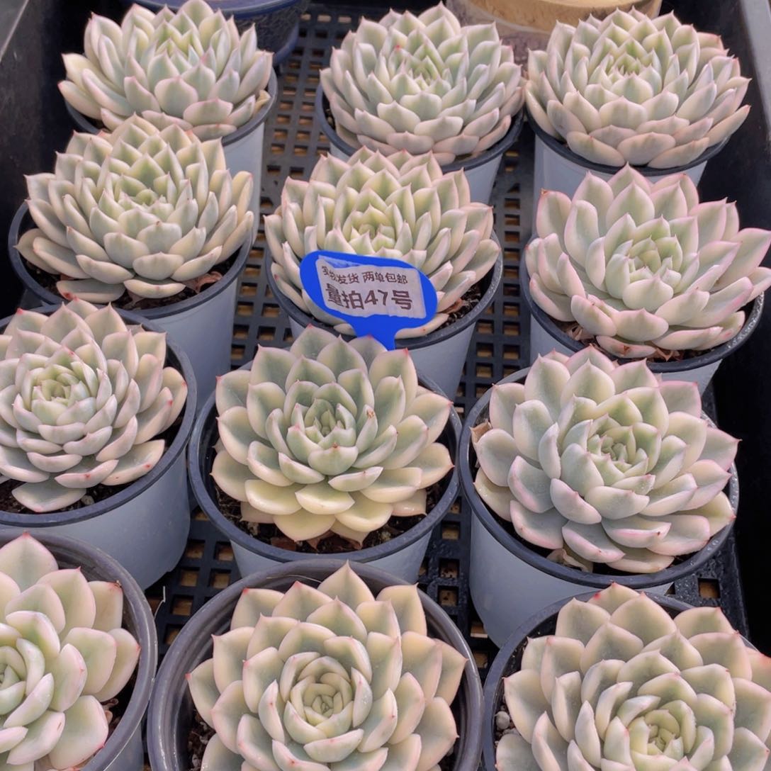 量拍47号 月亮仙子锦单头2个