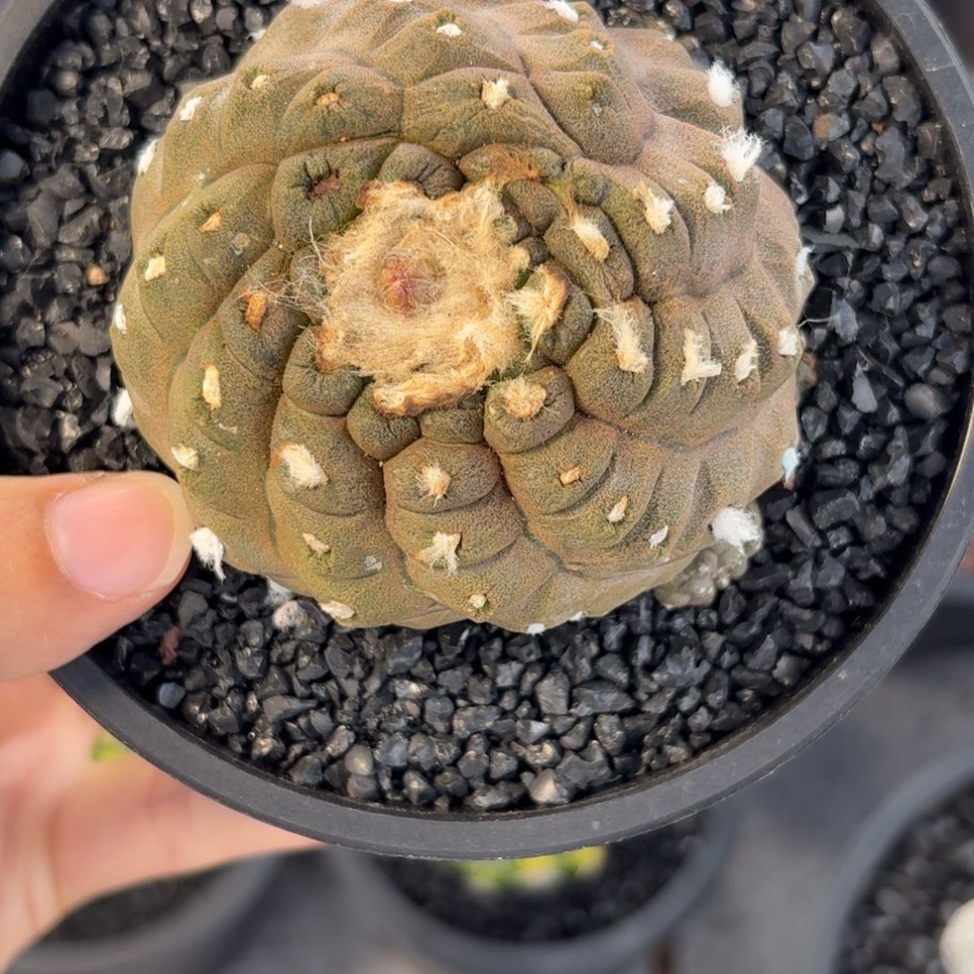 蜥蜴皮实生带盆土