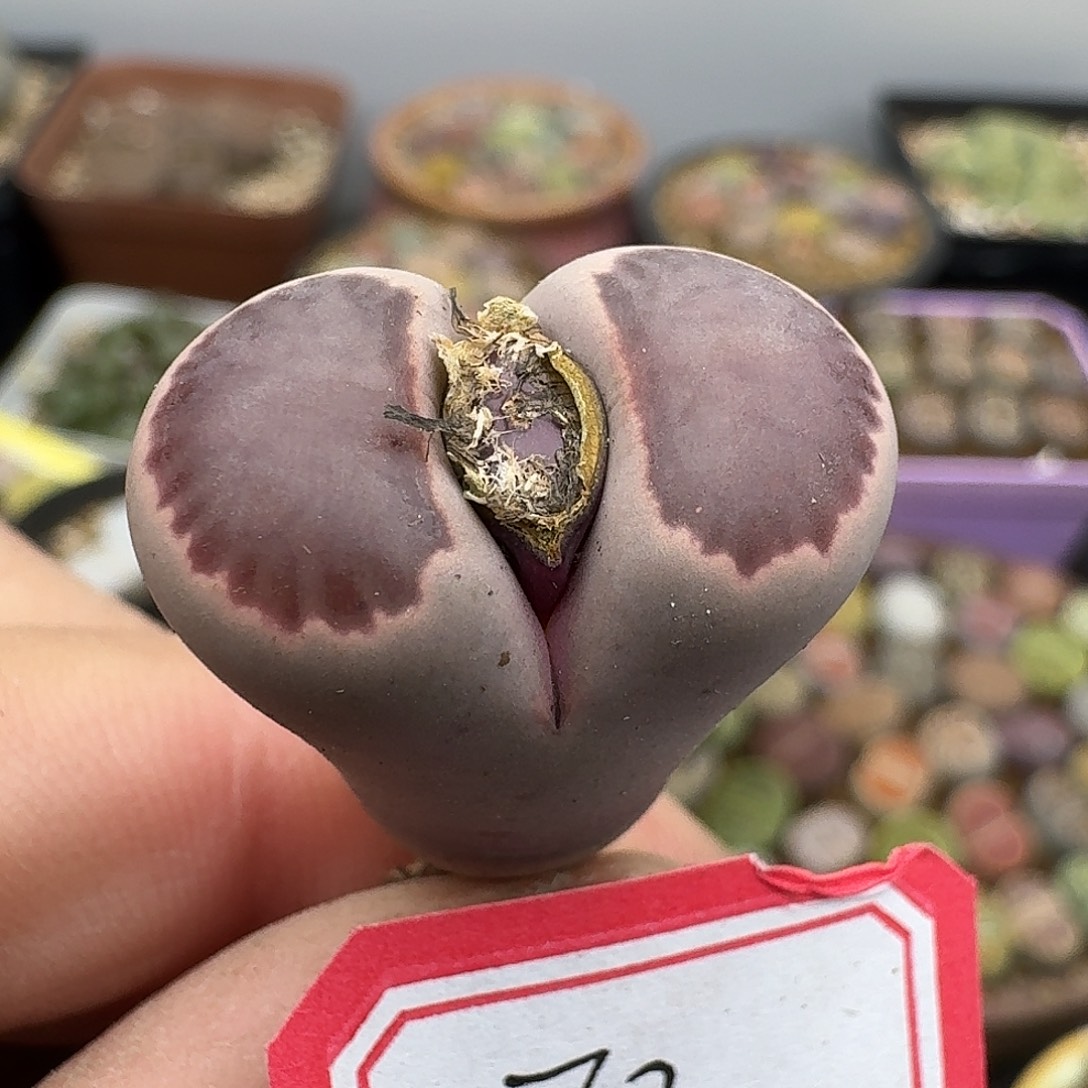 70多肉腿略长哈哈哈哈哈哈