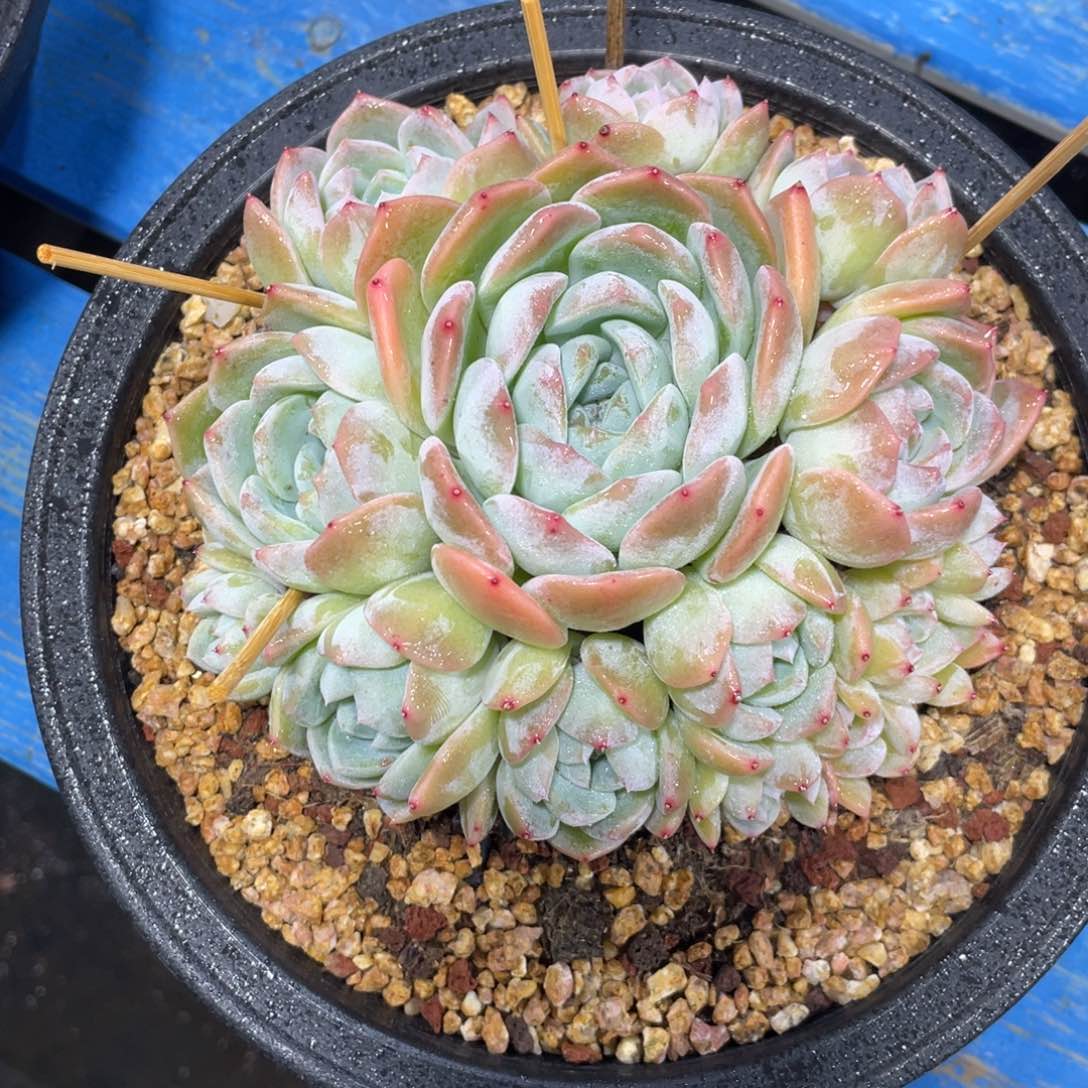 满68包邮发中通快递