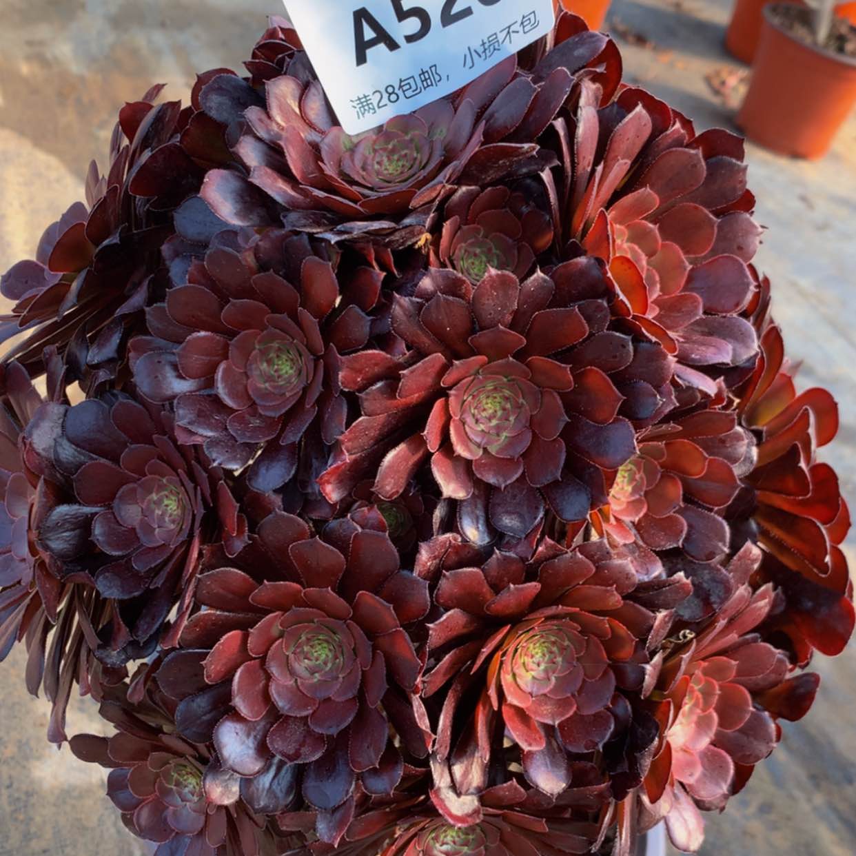 【闪购商品】520红彤多肉