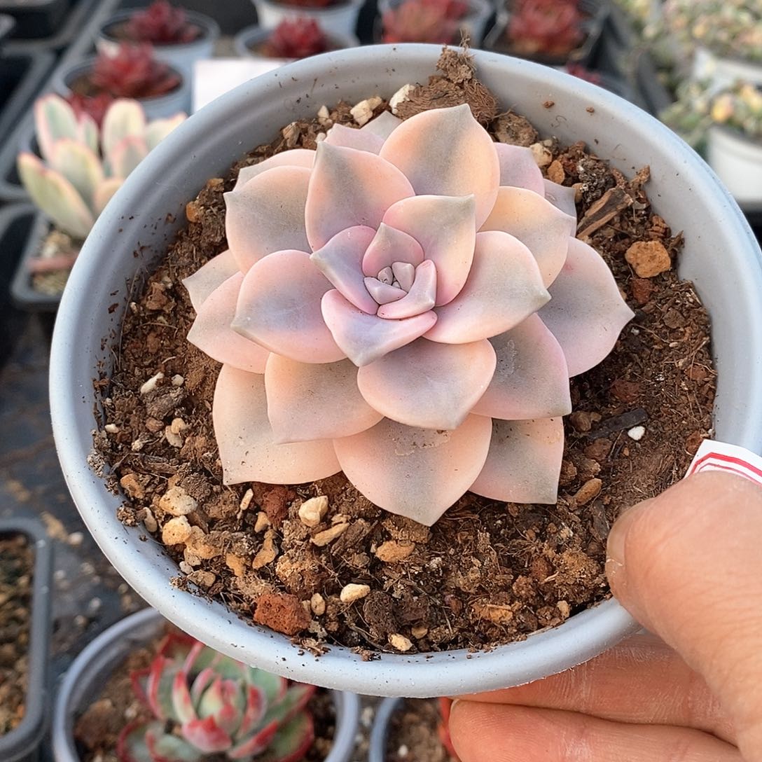 1501粉紫乐覆轮锦