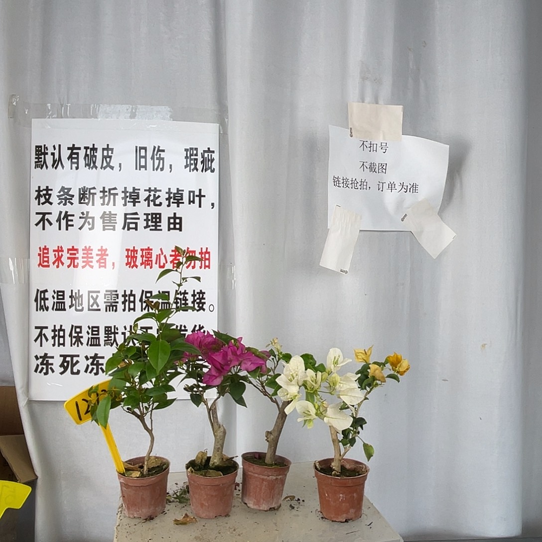 当前无花栽培后可以开花1212掌中宝组合