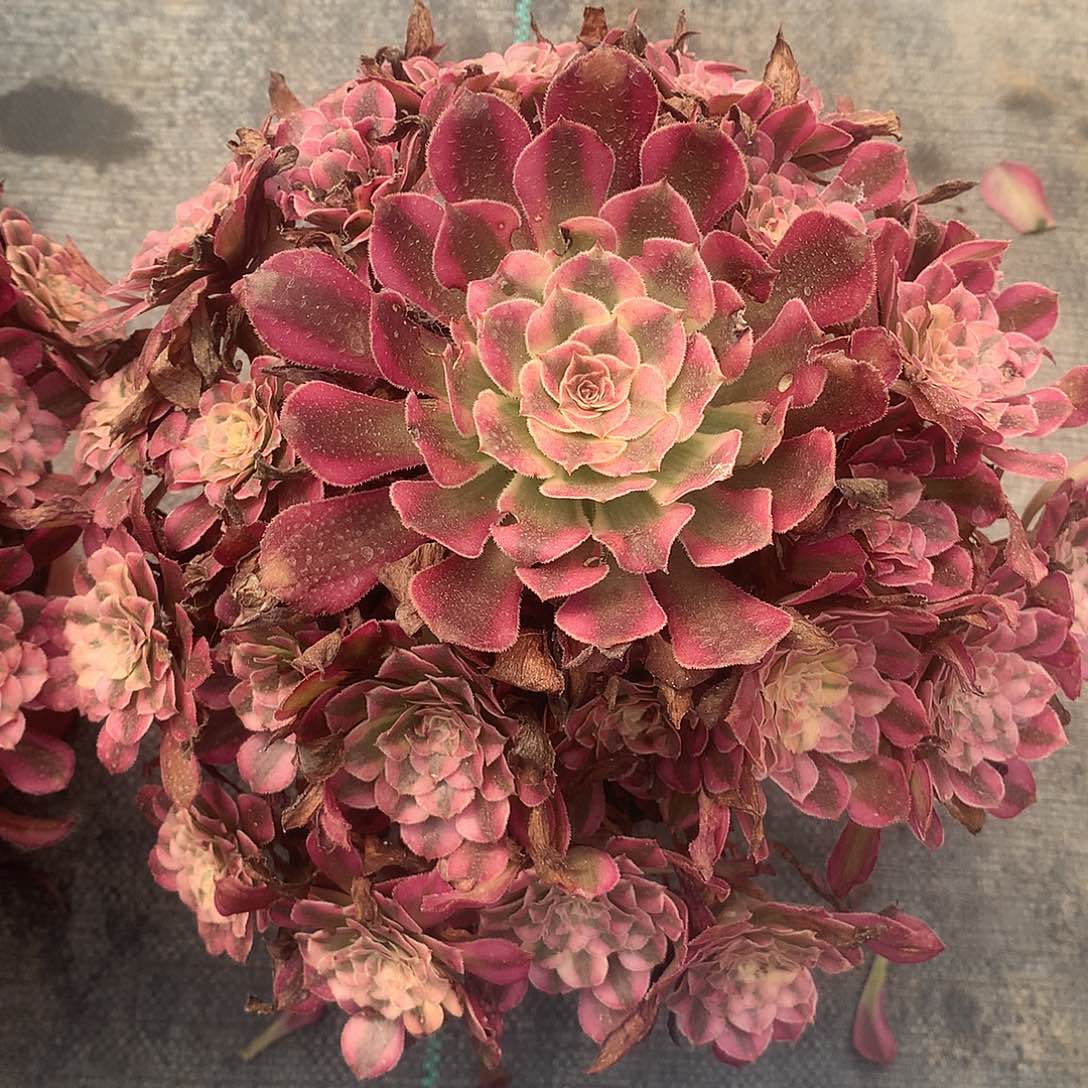 完全开放法师图片多肉植物