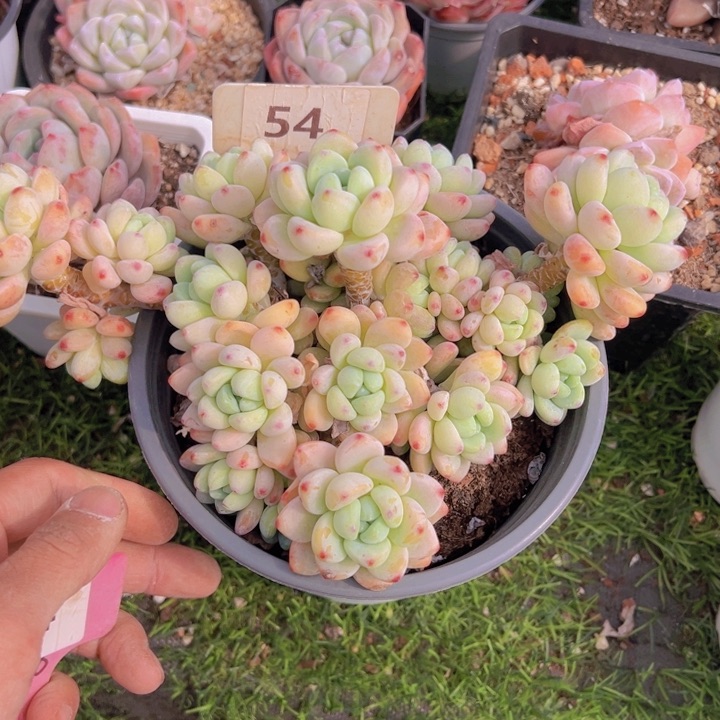 健健康康平平安安