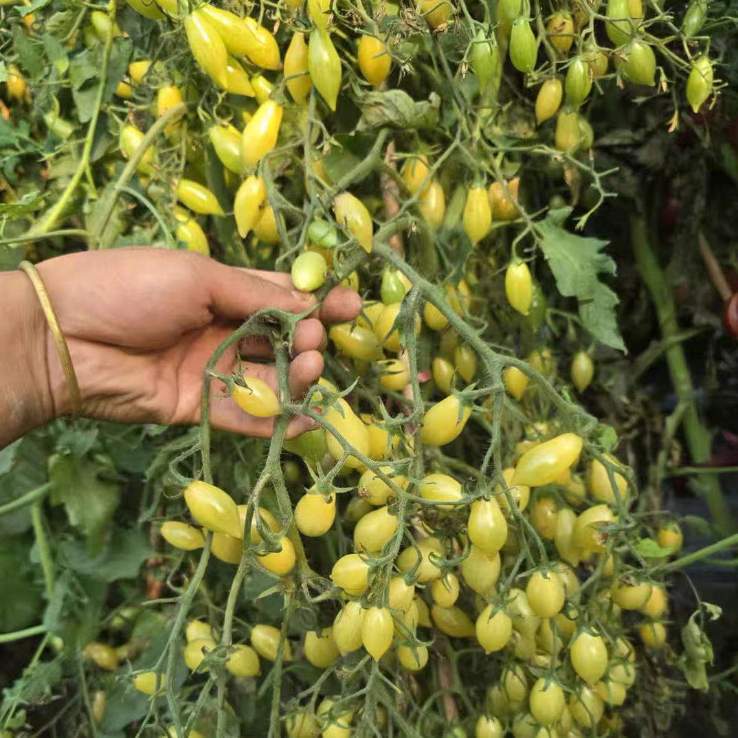 2025自育新品甜蜜刷子F3，非稳定品种慎拍3粒种子