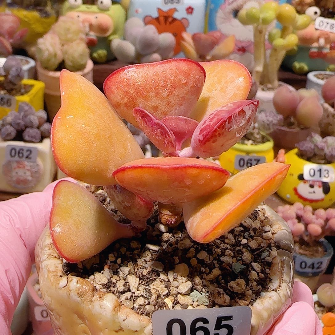 T优选宽叶爱心水泡盆口5cm