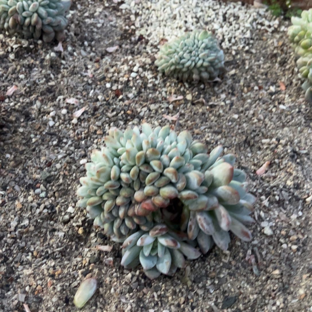 多肉多肉多肉多肉