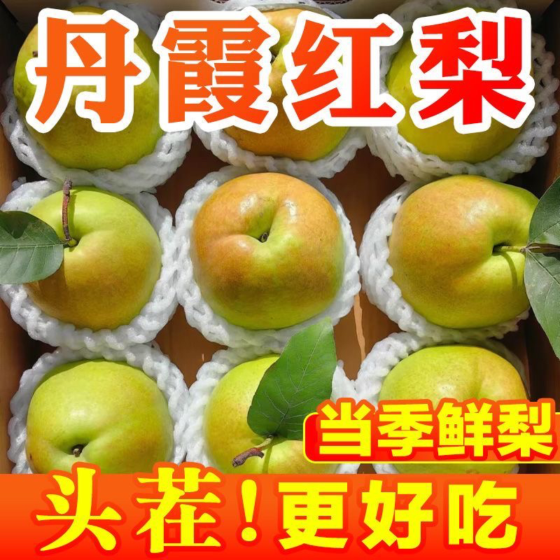山西新鲜现摘梨子丹霞红脆甜多汁爽口无渣当季水果