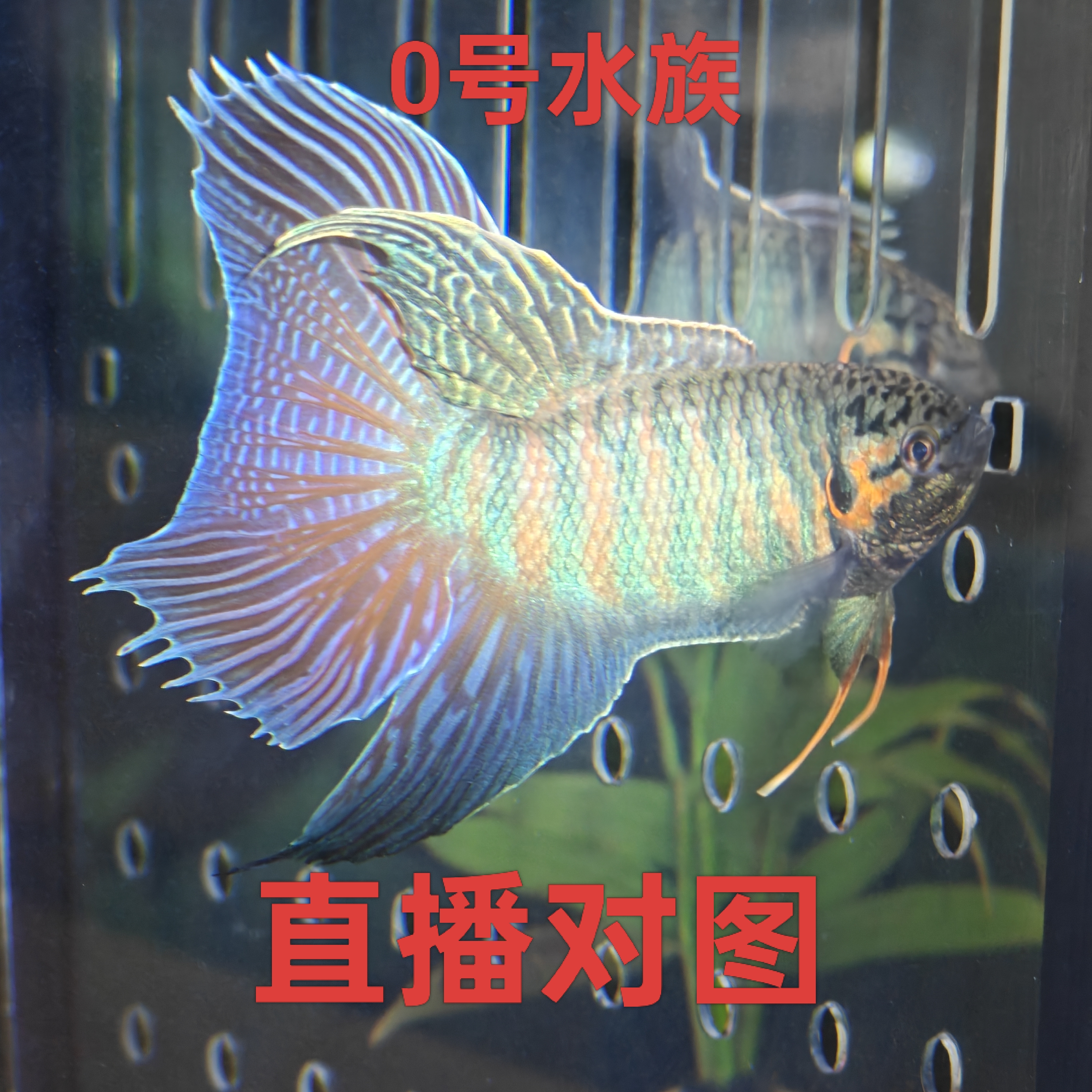 中国斗鱼活体冷水淡水观赏鱼耐养不打氧适合新手