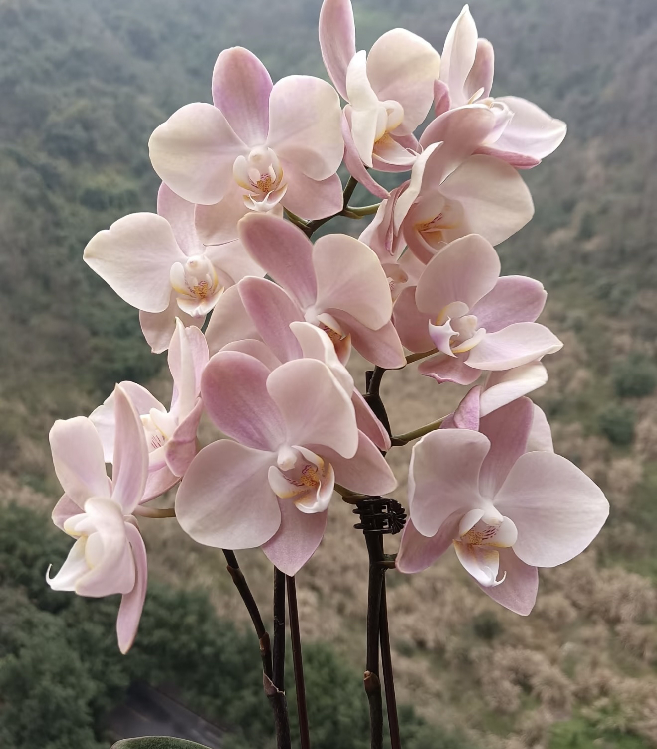 【花间集】白纱白月光蝴蝶兰2.8寸杯爆根成熟苗不带剑对版