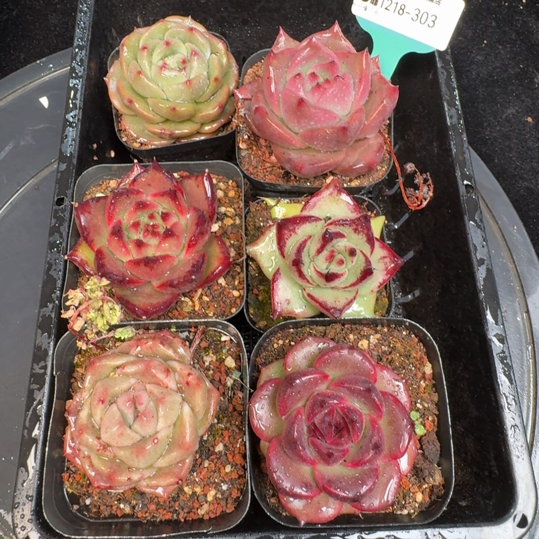 从前慢多肉精选编号1218.303