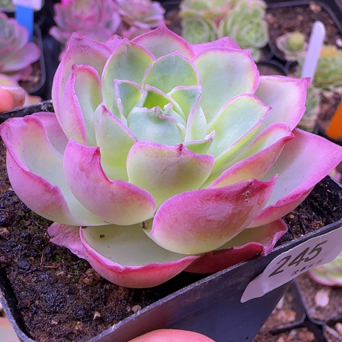 魅影玫瑰七方杯245