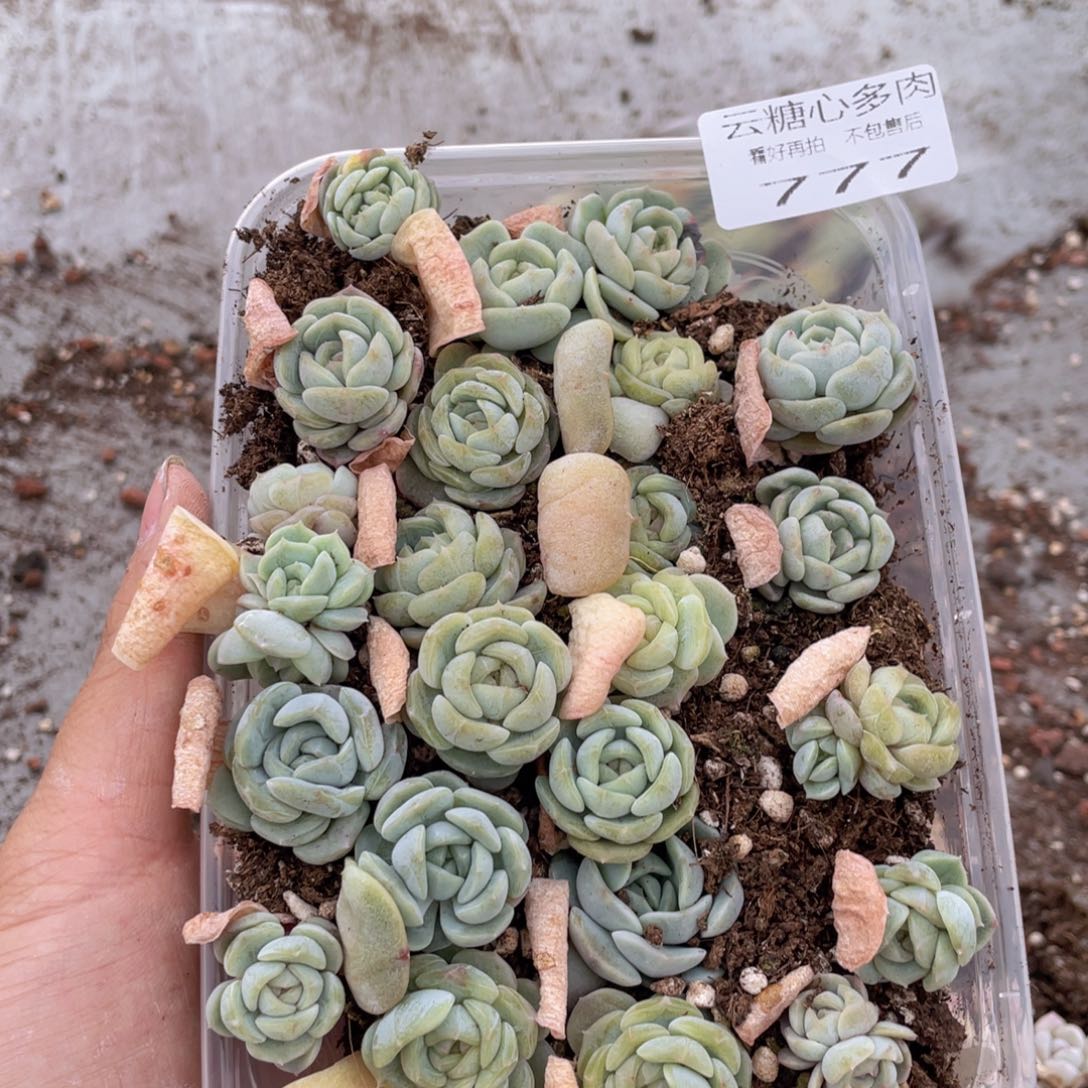 云糖心多肉植物777