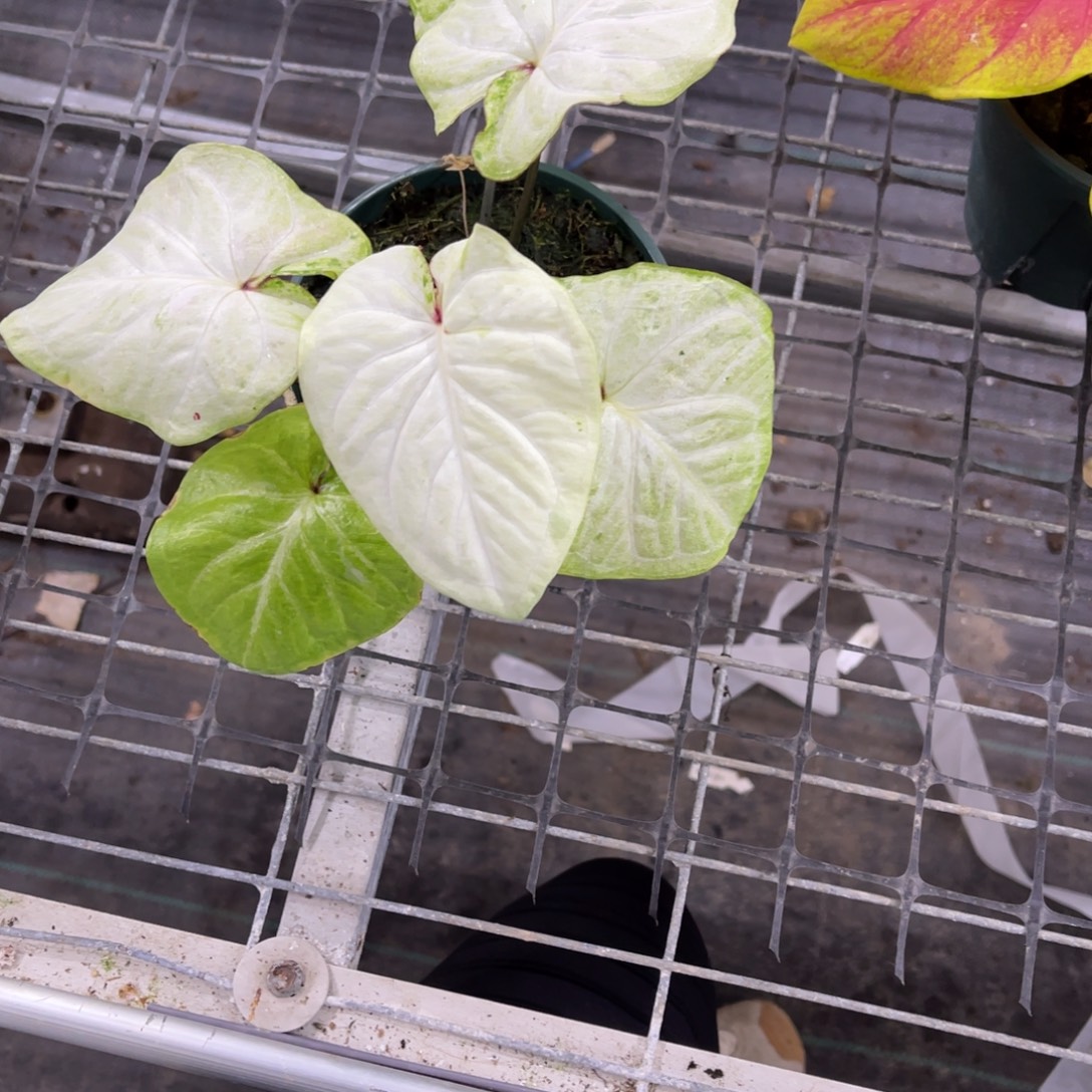 @***ɞ无花朵            171白薄荷糖不包售后