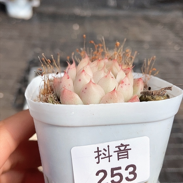 一物一拍满十元包邮发货 253