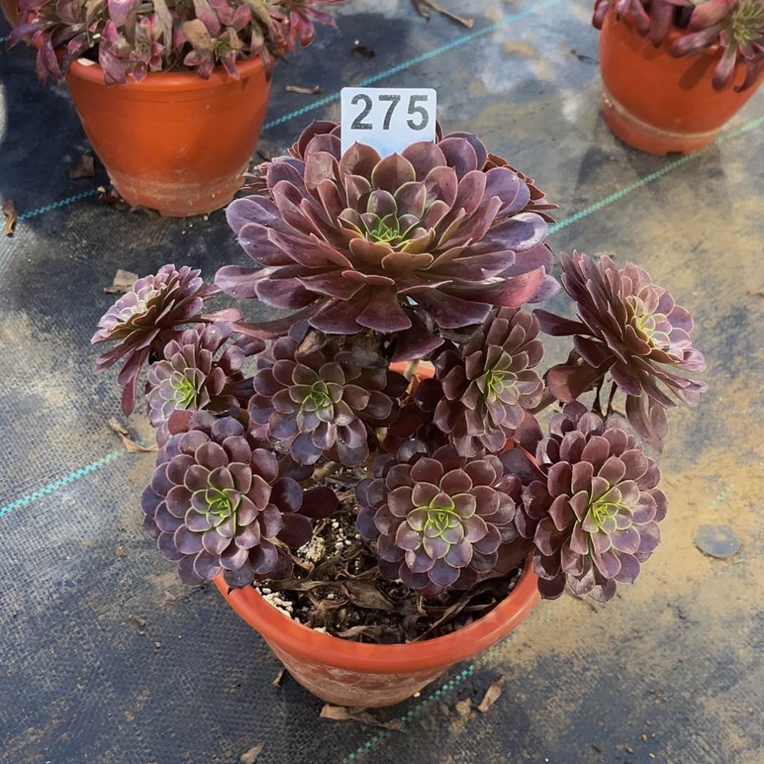 黑铜壶一物一拍275
