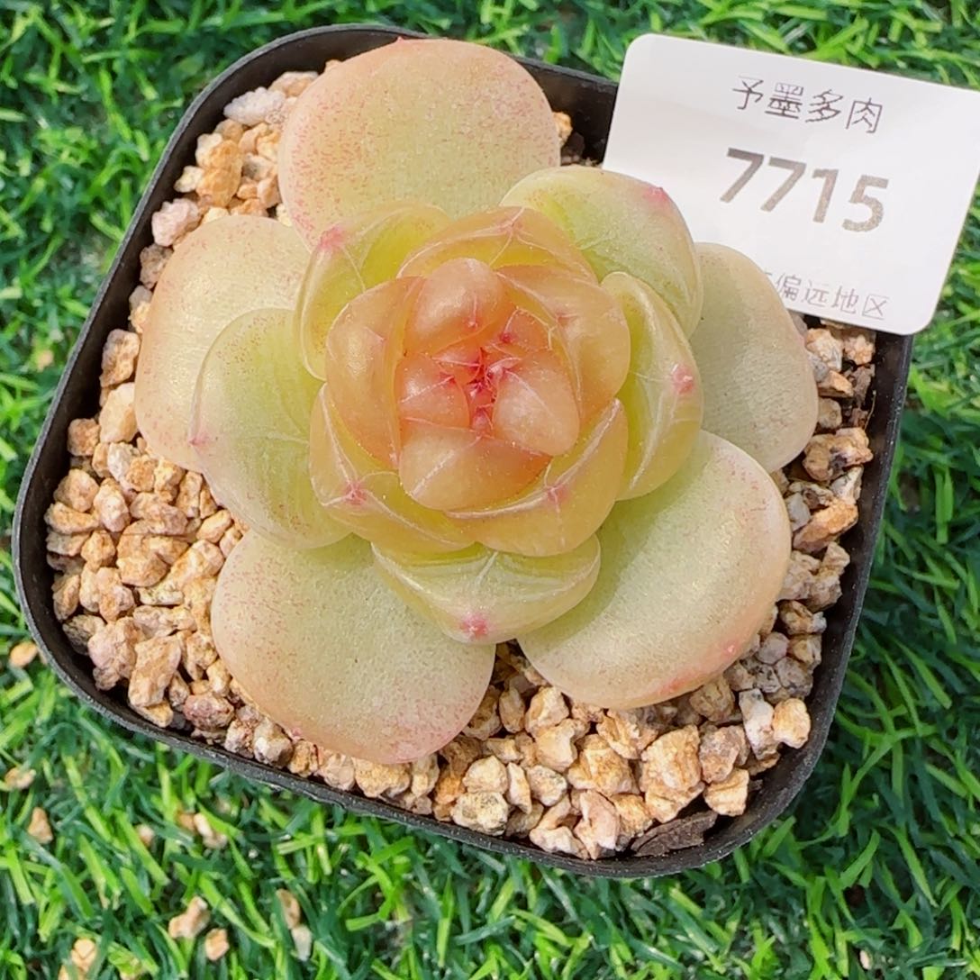 孤品珍妮，7715多肉植物