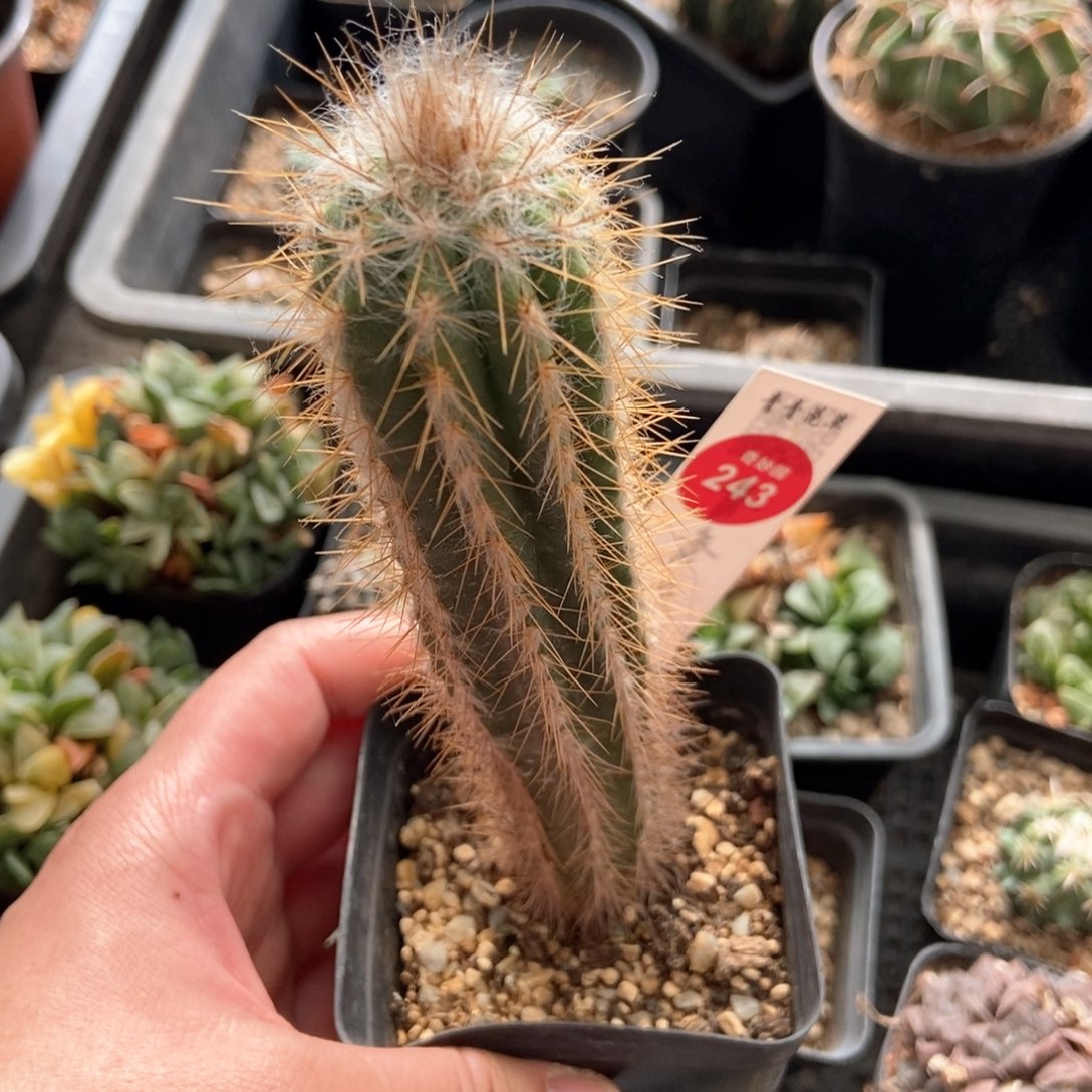 鹤铃丸一颗仙人球