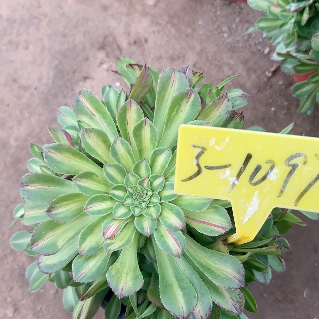 3-1057---多头多肉植物