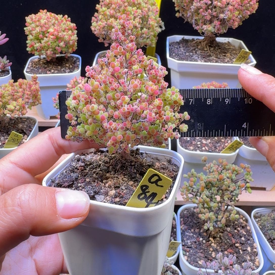 a84号蜜橘冠服6厘米左右