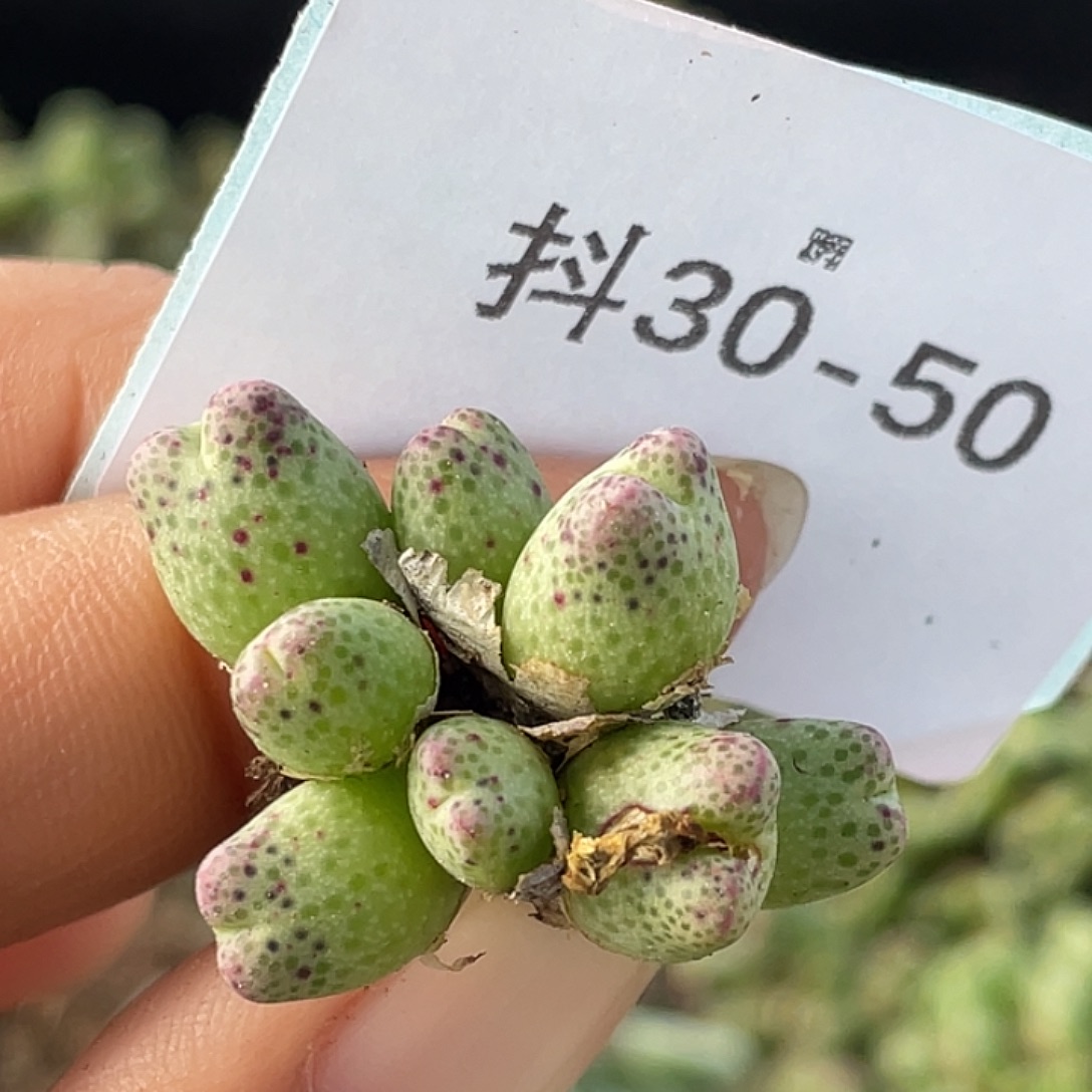 30-50草莓斑马肉锥