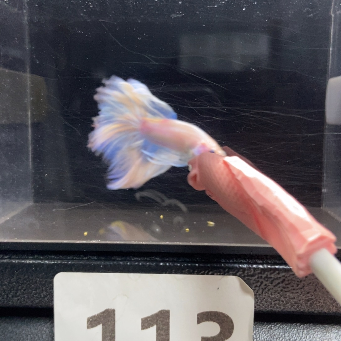 斗鱼哈哈哈啊哈哈哈113