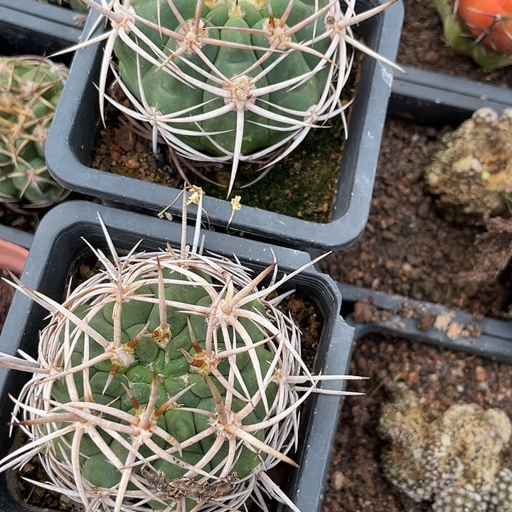 处理碧岩玉单头2颗一组，包邮