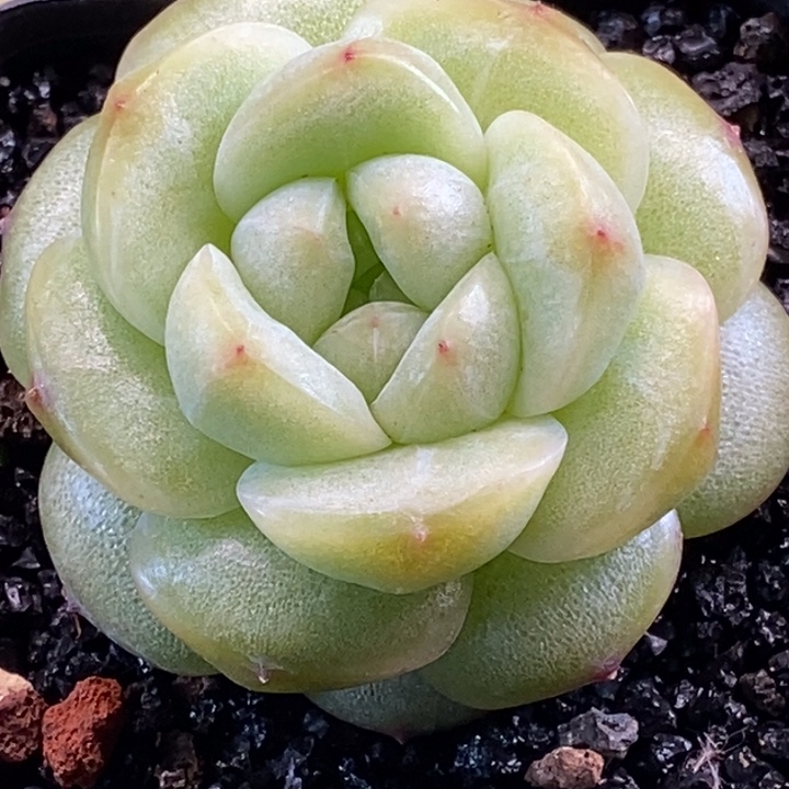 天官赐福百无禁忌