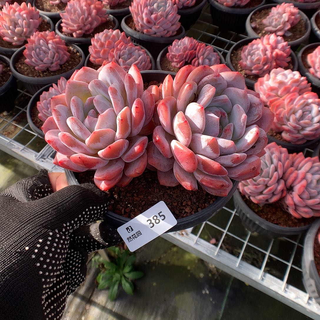 385梦露多肉植物666