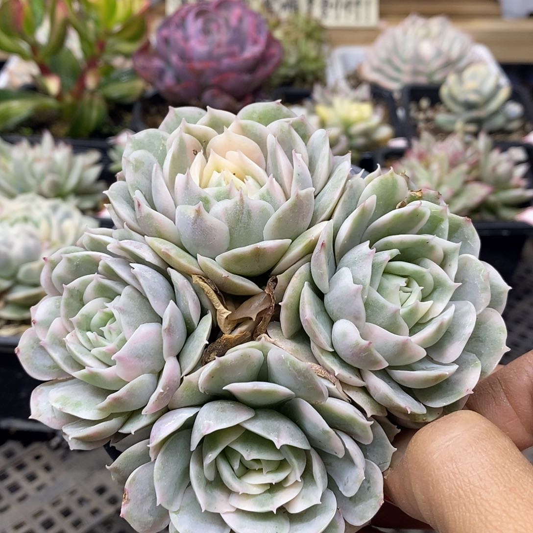 2412 昂斯诺锦 4 头