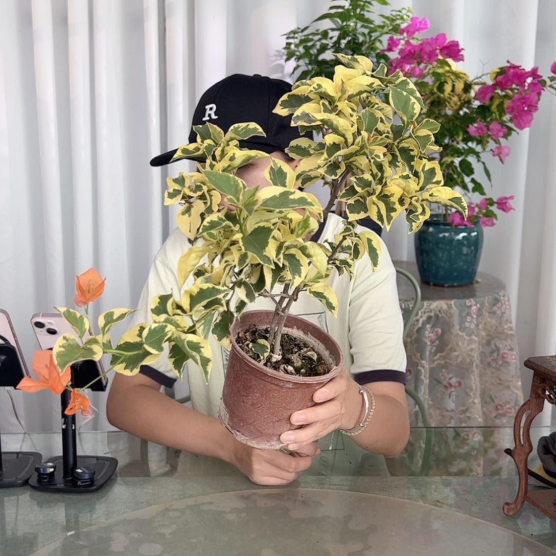 当前无花栽培后可以开花橙冰掌中宝一颗