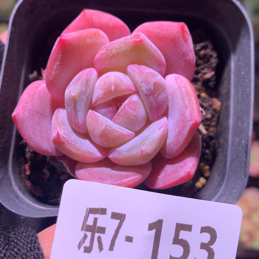 乐然 7-153 红胖子 